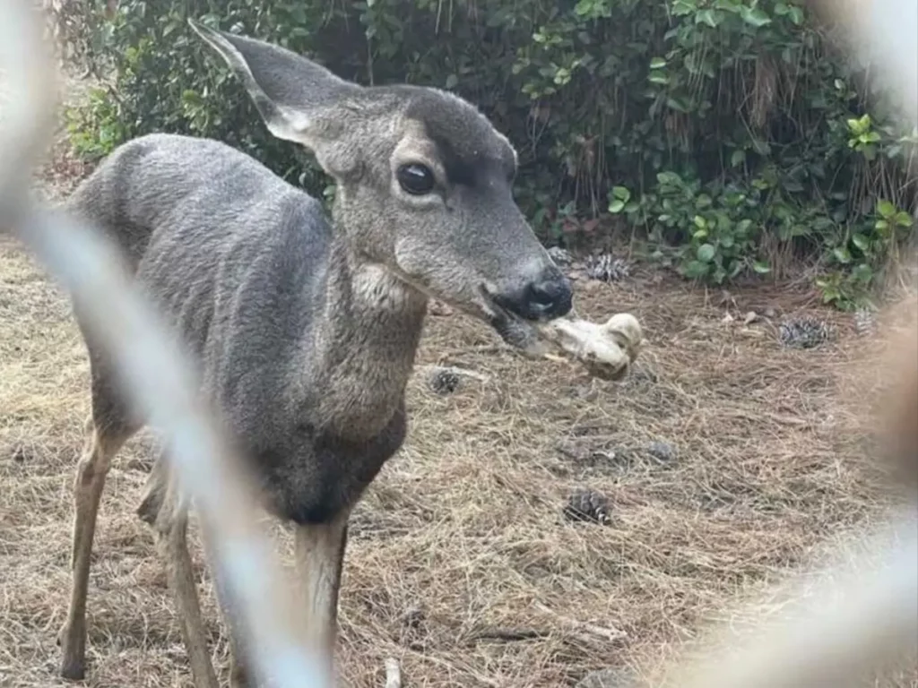 hollywood-reservoir-deer